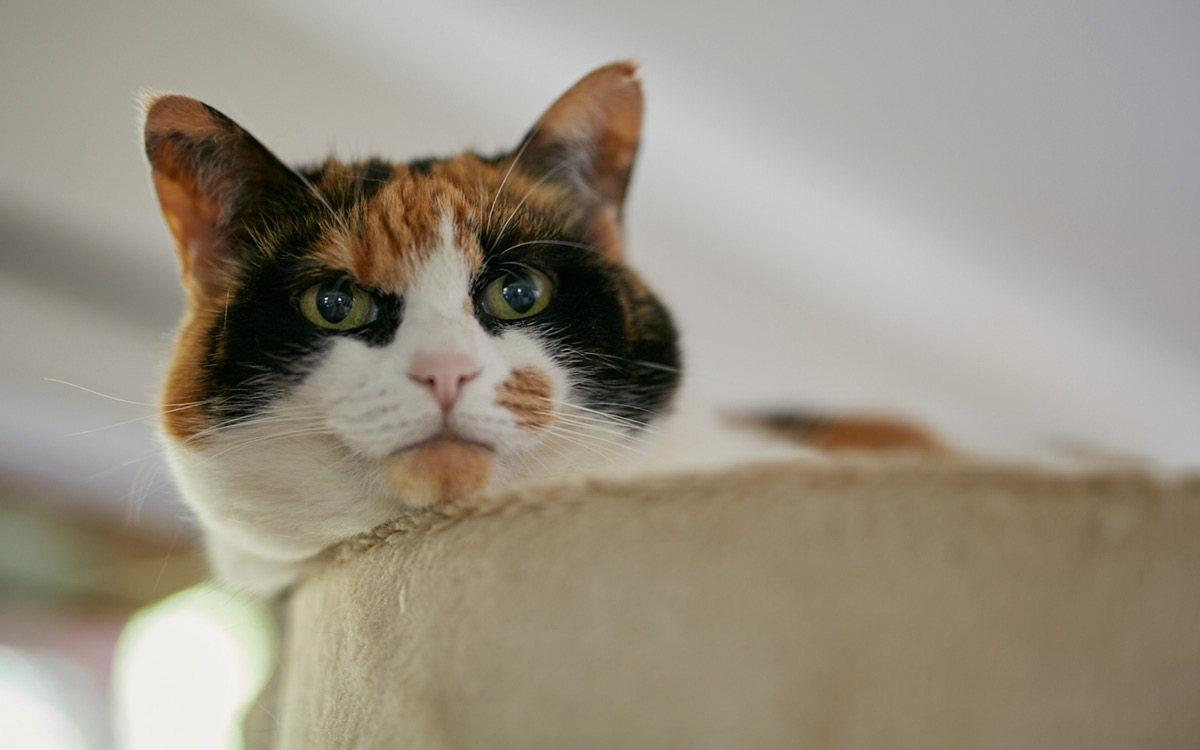 How a love for cat-sitting turned into a thriving hospitality business ...
